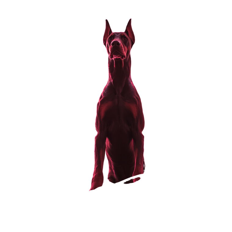 Rooted Doberman Vinyl Car Decal Sticker – Waterproof & UV-Resistant 3.4133333333333336"