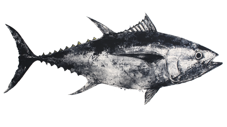 Bluefin Tuna Gyotaku Vinyl Car Decal Sticker – Waterproof & UV-Resistant 5.4