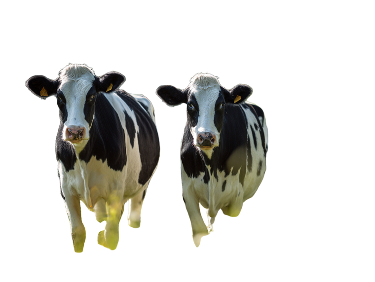 Cows In Meadow Vinyl Car Decal Sticker – Waterproof & UV-Resistant 6.1866666666666665"