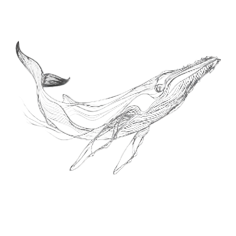 Whale Line Drawing Vinyl Car Decal Sticker – Waterproof & UV-Resistant 6.826666666666667"