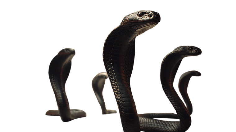 Black Cobra Snakes Vinyl Car Decal Sticker – Waterproof & UV-Resistant 2.72"