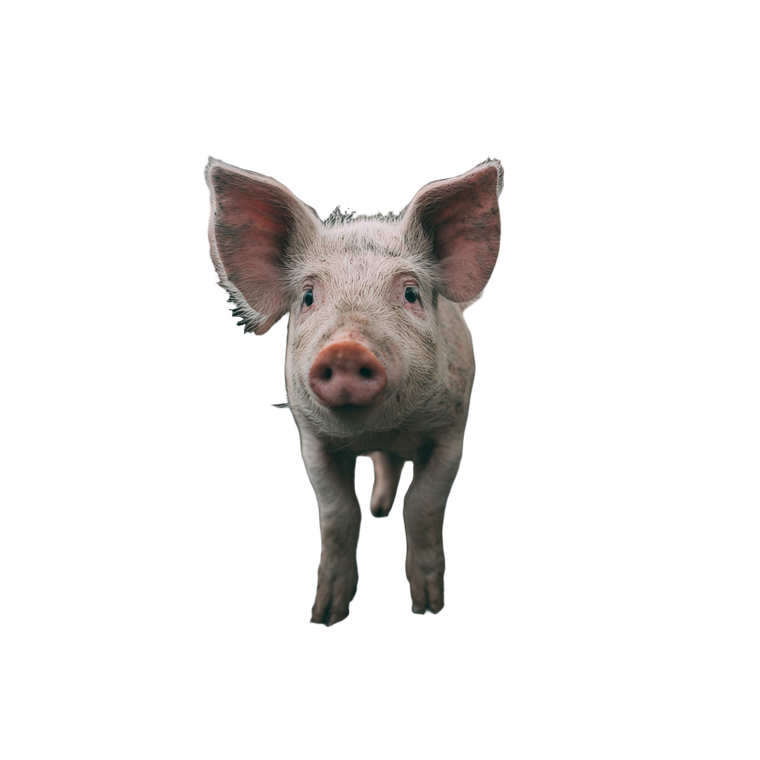 Piglet In Farm Vinyl Car Decal Sticker – Waterproof & UV-Resistant 3.4133333333333336"