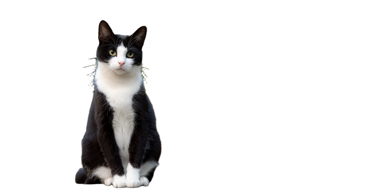 Upright Tuxedo Cat Vinyl Car Decal Sticker – Waterproof & UV-Resistant 2.56"