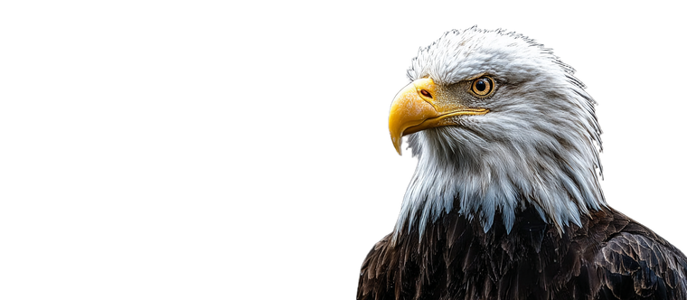 Bald Eagle Perched V5 Vinyl Car Decal Sticker – Waterproof & UV-Resistant 2.