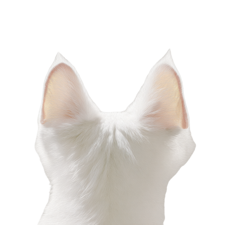 White Fluffy Cat Ears Vinyl Car Decal Sticker – Waterproof & UV-Resistant 3.4133333333333336"
