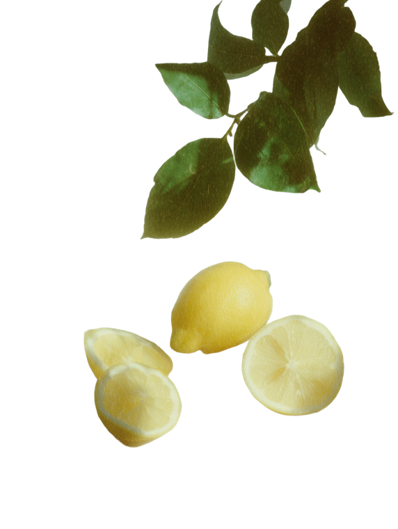 Sunlit Lemon Slices V2 Vinyl Car Decal Sticker – Waterproof & UV-Resistant 8.213333333333333"