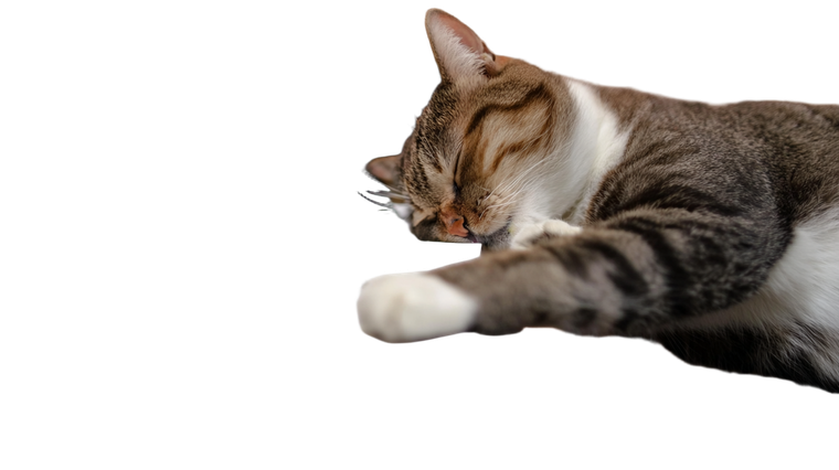 Cat Playing Piano V3 Vinyl Car Decal Sticker – Waterproof & UV-Resistant 5.4