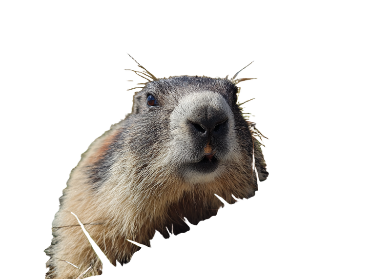 Marmot Close-Up Vinyl Car Decal Sticker – Waterproof & UV-Resistant 6.1866666666666665"