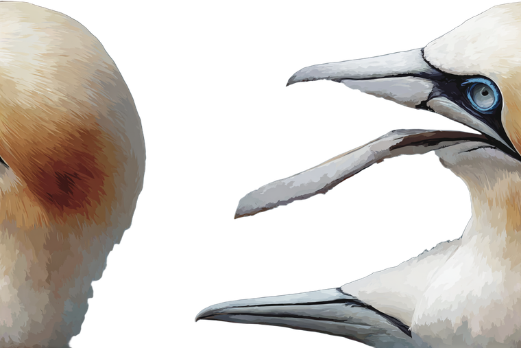 Northern Gannet Eye Vinyl Car Decal Sticker – Waterproof & UV-Resistant 2.986666666666667"