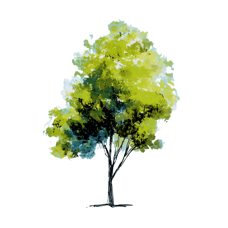 Minimalist Oak Tree Vinyl Car Decal Sticker – Waterproof & UV-Resistant 6.826666666666667"