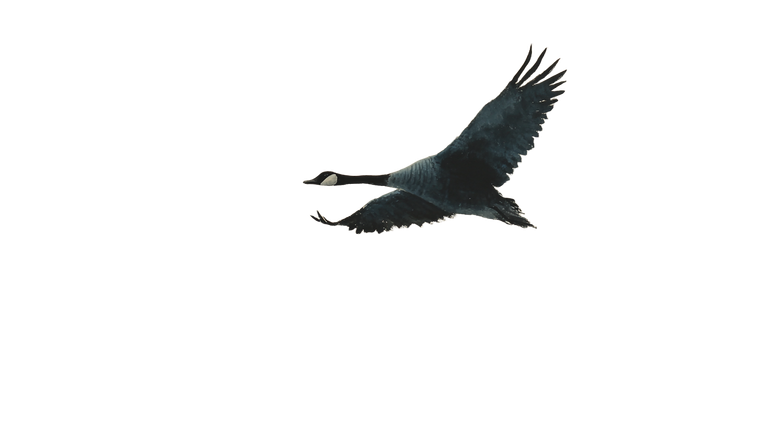Solitary Wild Goose Vinyl Car Decal Sticker – Waterproof & UV-Resistant 2.72"