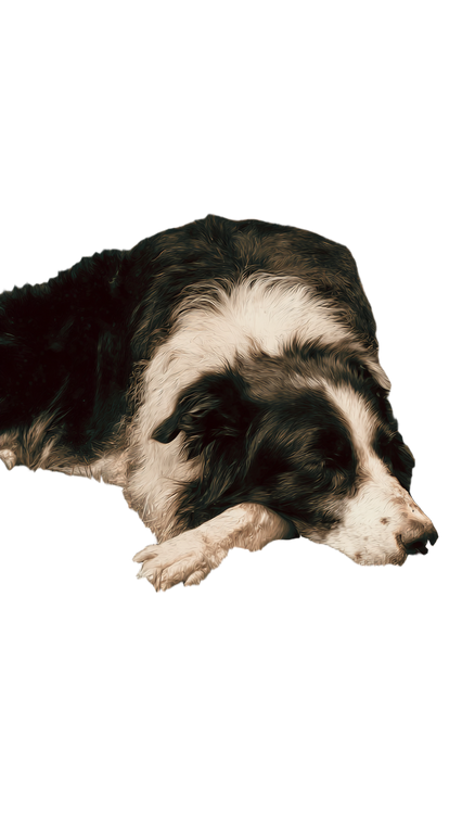Sad Border Collie V2 Vinyl Car Decal Sticker – Waterproof & UV-Resistant 4.8533333333333335"
