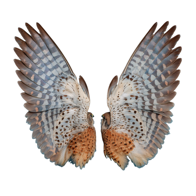 Kestrel Wings Vinyl Car Decal Sticker – Waterproof & UV-Resistant 6.826666666666667"
