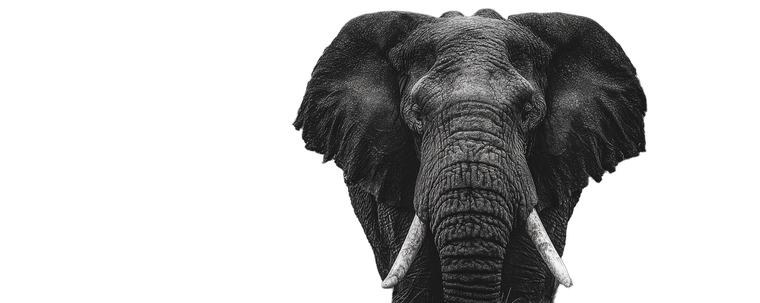 Majestic Elephant Portrait V3 Vinyl Car Decal Sticker – Waterproof & UV-Resistant 2.293333333333333