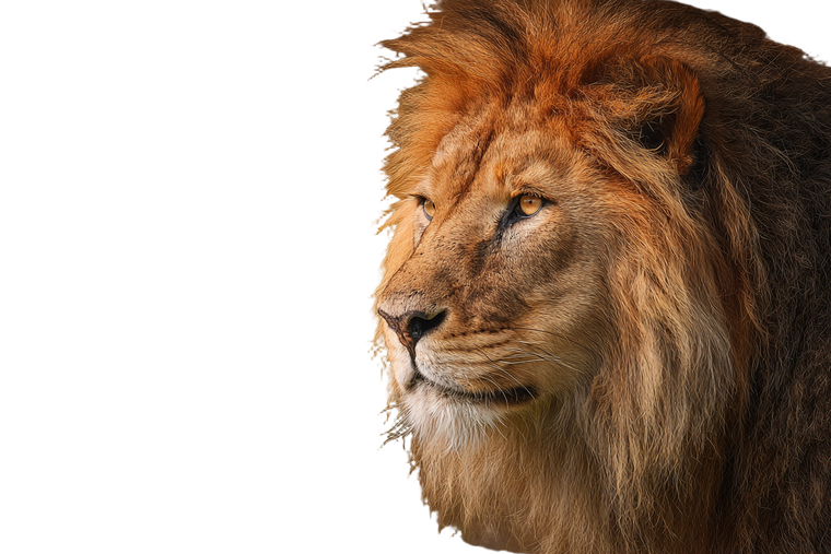 African Lion Portrait V4 Vinyl Car Decal Sticker – Waterproof & UV-Resistant 5.97333333333333