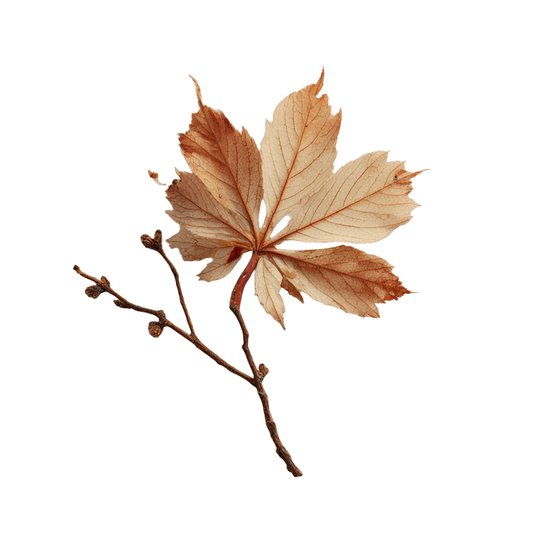 Maple Leaf Branch Vinyl Car Decal Sticker – Waterproof & UV-Resistant 3.4133333333333336"
