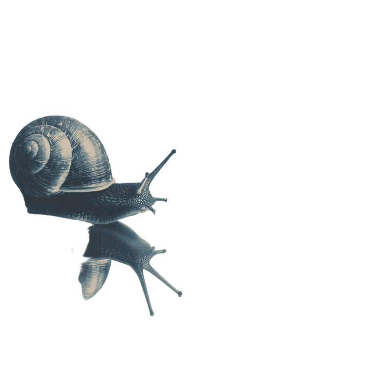 Snail Mirror Gaze Vinyl Car Decal Sticker – Waterproof & UV-Resistant 6.826666666666667"
