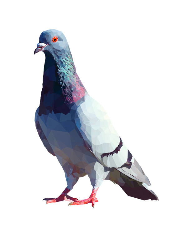 Vector Pigeon Vinyl Car Decal Sticker – Waterproof & UV-Resistant 8.213333333333333"