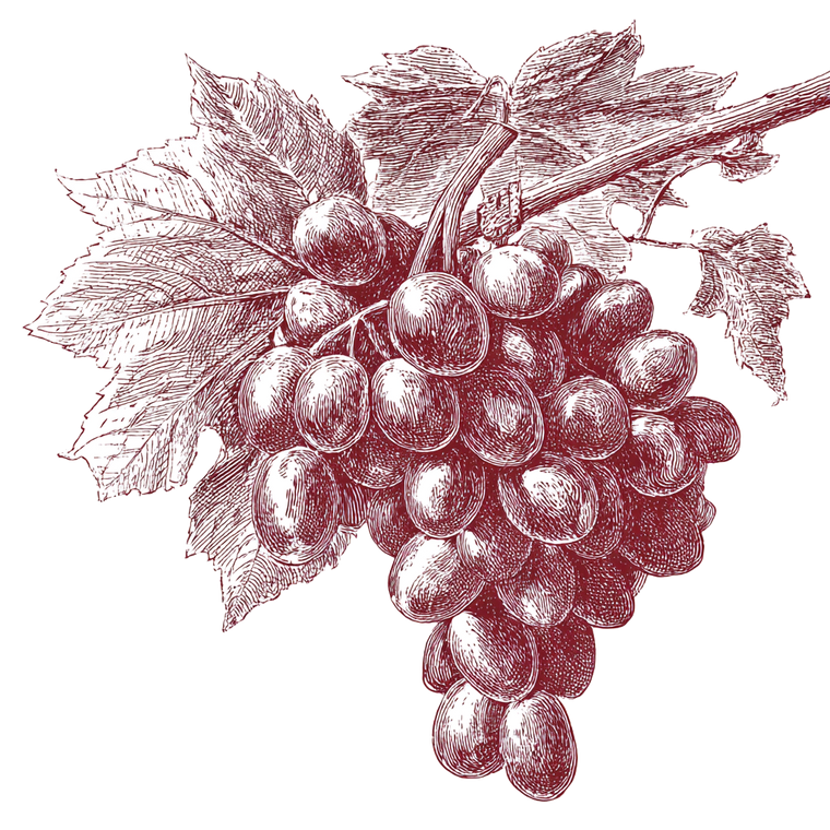 Grapes Doodle Sketch Vinyl Car Decal Sticker – Waterproof & UV-Resistant 3.4133333333333336"