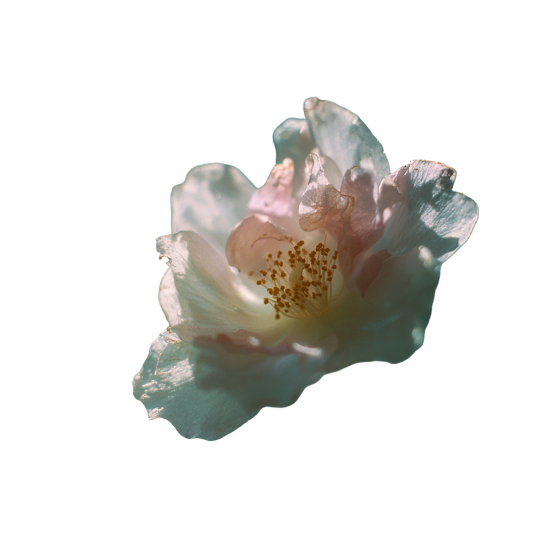 Dissolving Jasmine Flower Vinyl Car Decal Sticker – Waterproof & UV-Resistant 3.4133333333333336"