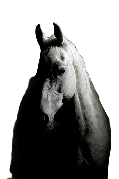 White Horse Portrait V13 Vinyl Car Decal Sticker – Waterproof & UV-Resistant 8.96"