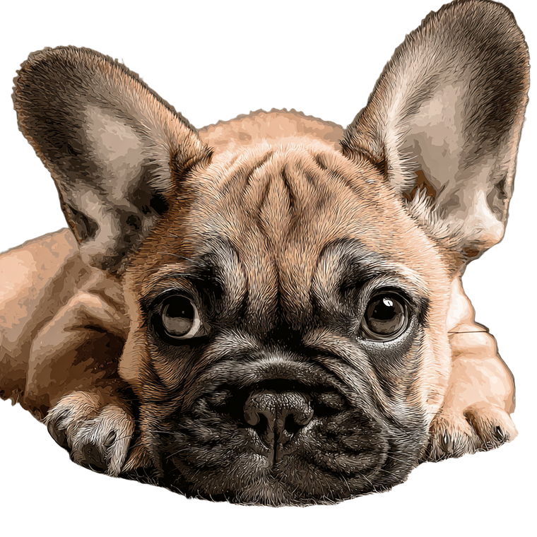 Fawn Frenchie Vinyl Car Decal Sticker – Waterproof & UV-Resistant 6.826666666666667"