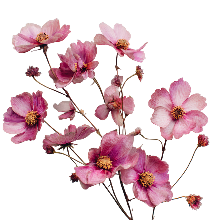 Pink Realistic Flowers Vinyl Car Decal Sticker – Waterproof & UV-Resistant 3.4133333333333336"