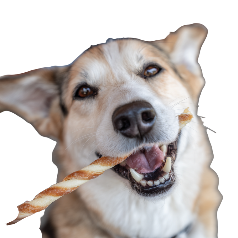 Dog Eating Treat V4 Vinyl Car Decal Sticker – Waterproof & UV-Resistant 6.826666666666667"