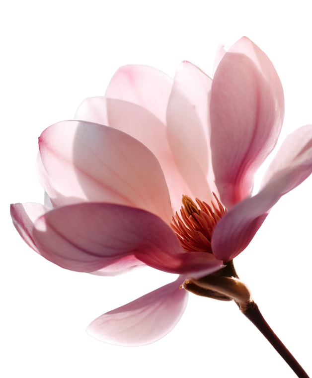 Magnolia Petal Macro Vinyl Car Decal Sticker – Waterproof & UV-Resistant 8.0"