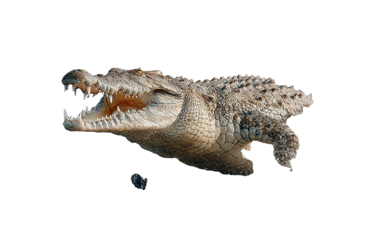 Crocodile Attack V2 Vinyl Car Decal Sticker – Waterproof & UV-Resistant 2.986666666666667"