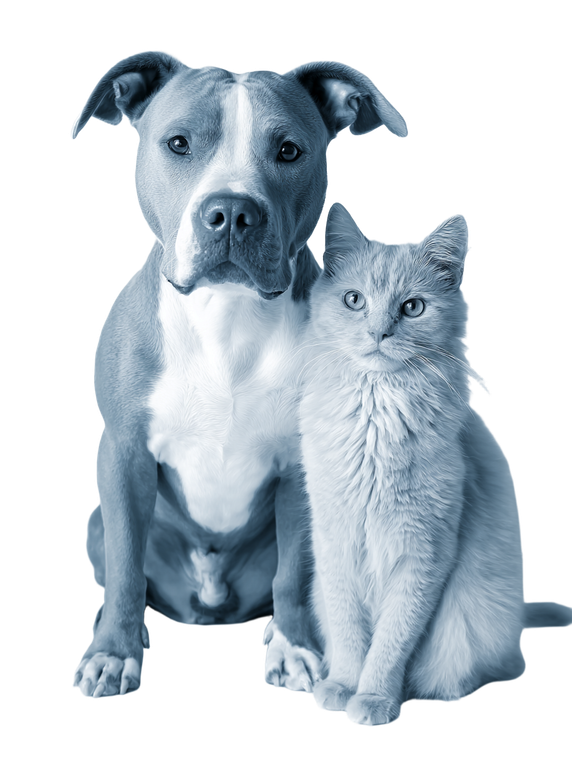 Happy Dog & Cat Vinyl Car Decal Sticker – Waterproof & UV-Resistant 8.213333333333333"