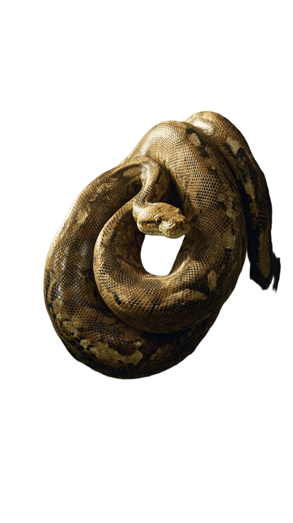 Coiled Jungle Python V3 Vinyl Car Decal Sticker – Waterproof & UV-Resistant 9.706666666666667"