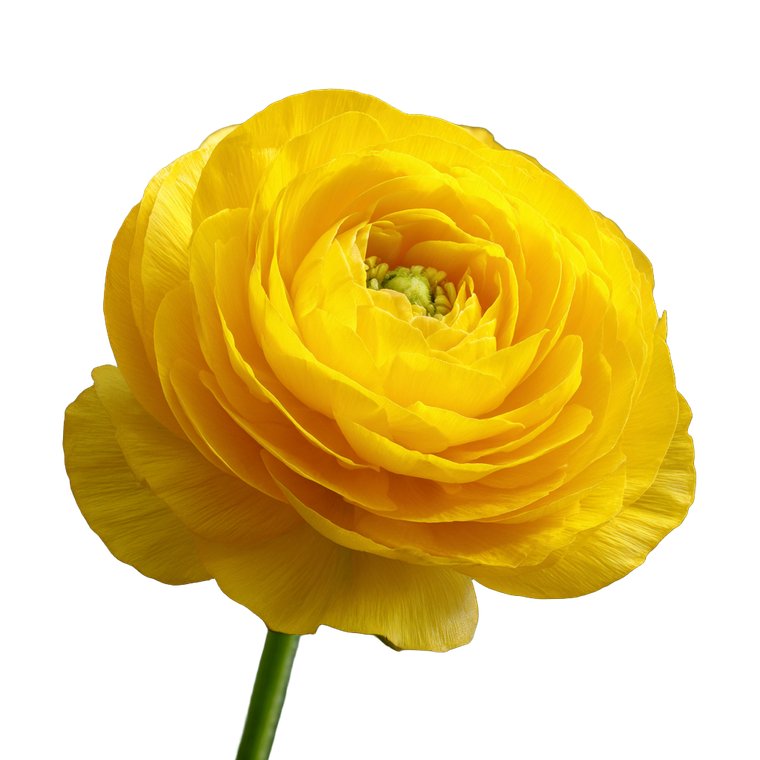 Bright Yellow Flower Vinyl Car Decal Sticker – Waterproof & UV-Resistant 3.4133333333333336"