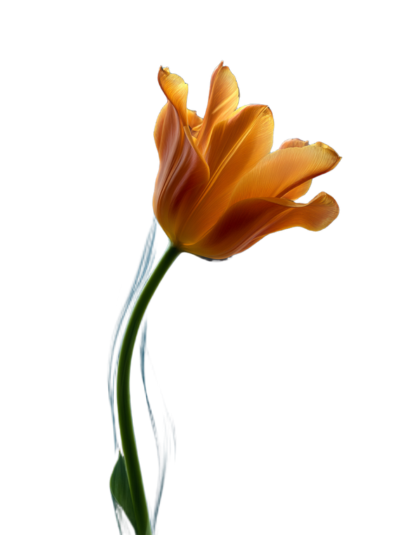 Orange Tulip Bloom Vinyl Car Decal Sticker – Waterproof & UV-Resistant 8.213333333333333"
