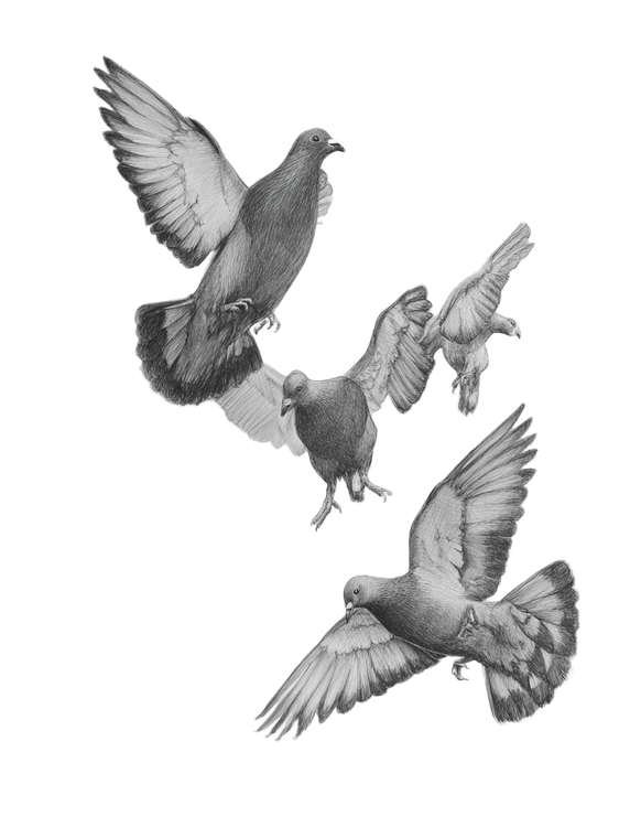 Scared Flying Pigeons V3 Vinyl Car Decal Sticker – Waterproof & UV-Resistant 8.213333333333333"
