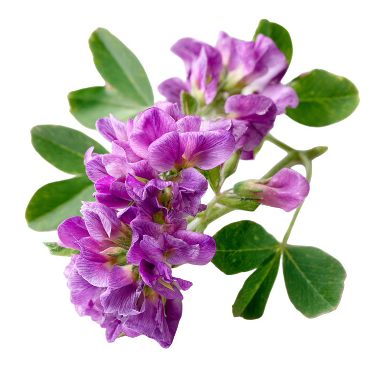 Medicago Sativa Bloom Vinyl Car Decal Sticker – Waterproof & UV-Resistant 6.826666666666667"