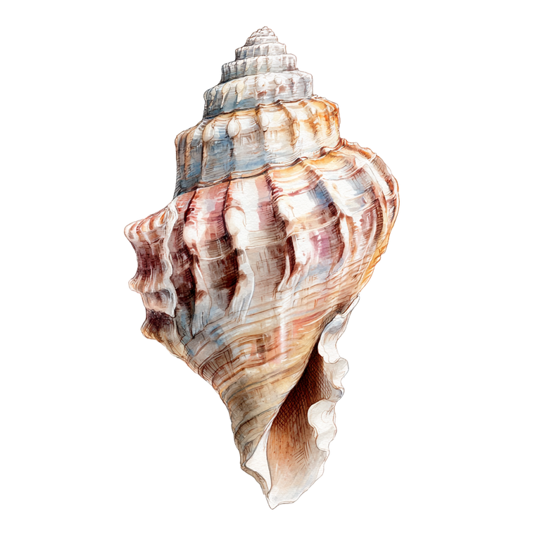 Watercolour Shell Vinyl Car Decal Sticker – Waterproof & UV-Resistant 3.4133333333333336"