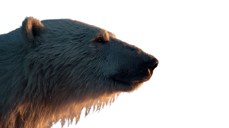 Majestic Polar Bear V2 Vinyl Car Decal Sticker – Waterproof & UV-Resistant 5.4