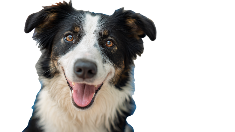 Happy Border Collie V19 Vinyl Car Decal Sticker – Waterproof & UV-Resistant 2.72"