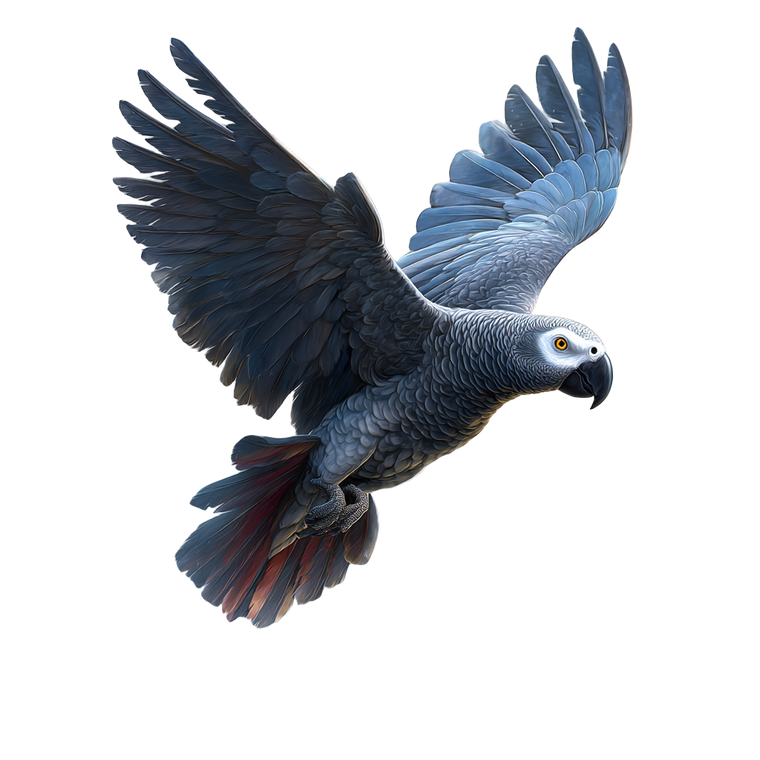 African Grey Parrot V10 Vinyl Car Decal Sticker – Waterproof & UV-Resistant 6.826666666666667"