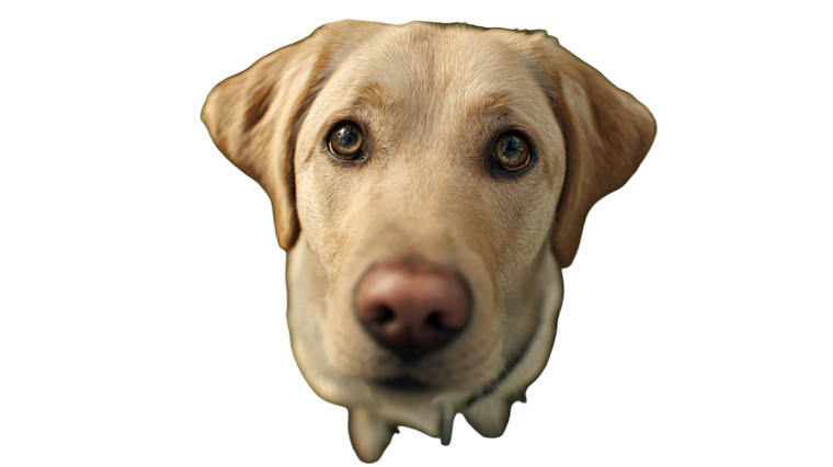 Yellow Labrador Retriever V4 Vinyl Car Decal Sticker – Waterproof & UV-Resistant 2.72"