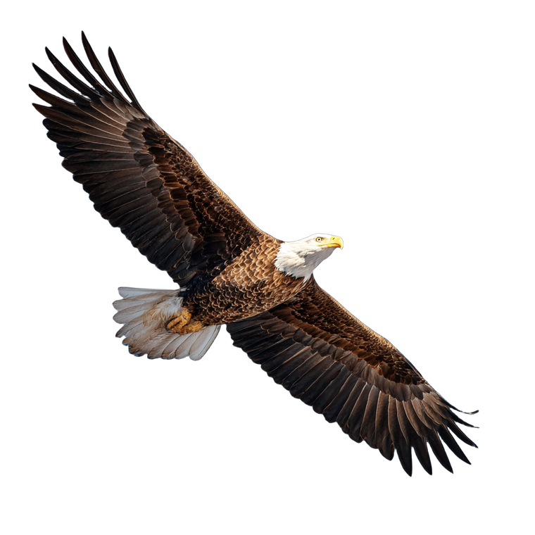Eagle In Flight V14 Vinyl Car Decal Sticker – Waterproof & UV-Resistant 3.4133333333333336"