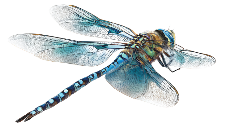 Mid-Flight Dragonfly V2 Vinyl Car Decal Sticker – Waterproof & UV-Resistant 5.4