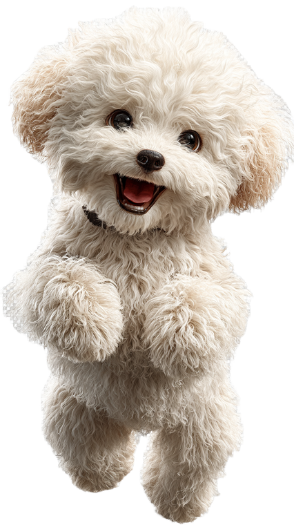 Cute Toy Poodle V3 Vinyl Car Decal Sticker – Waterproof & UV-Resistant 4.8533333333333335"