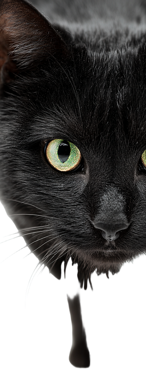 Black Cat V93 Vinyl Car Decal Sticker – Waterproof & UV-Resistant 5.97333333333333