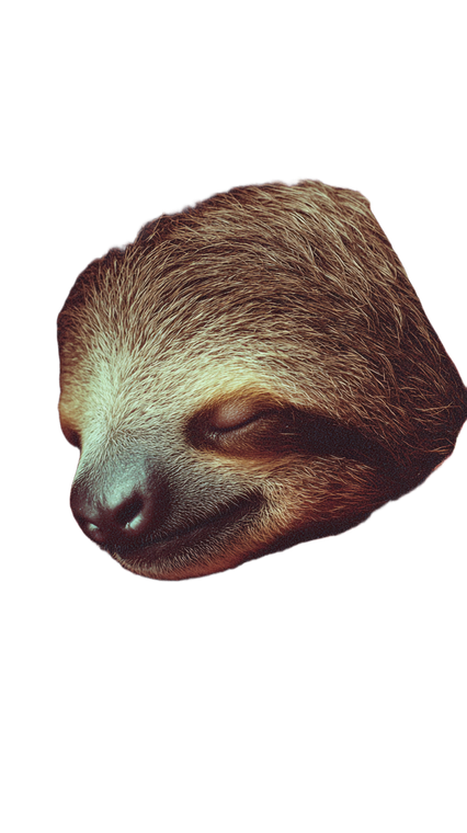Sleeping Sloth Scarf V2 Vinyl Car Decal Sticker – Waterproof & UV-Resistant 4.8533333333333335"