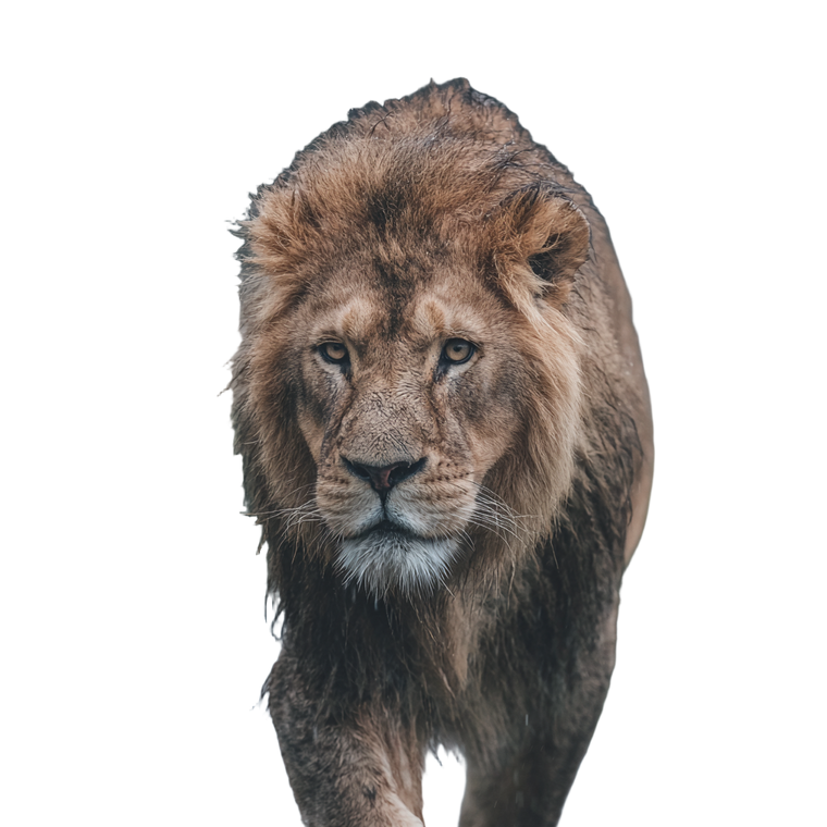 Lion In Rain V2 Vinyl Car Decal Sticker – Waterproof & UV-Resistant 6.826666666666667"