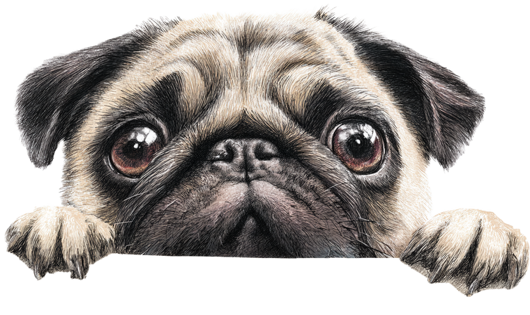 Cute Pug Peeking Vinyl Car Decal Sticker – Waterproof & UV-Resistant 2.8266666666666667"