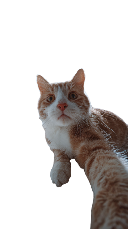 Surprised Cat Selfie V20 Vinyl Car Decal Sticker – Waterproof & UV-Resistant 4.8533333333333335"