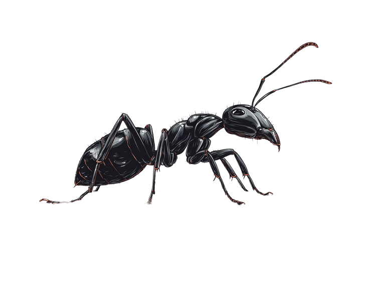 Ant On Router V2 Vinyl Car Decal Sticker – Waterproof & UV-Resistant 6.1866666666666665"